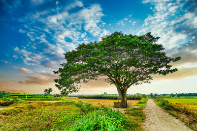 Trees on field against sky