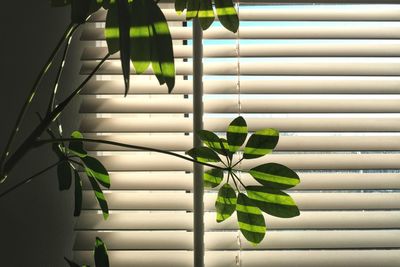 Close-up of potted plant