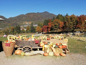 Various vegetables on street against sky during autumn