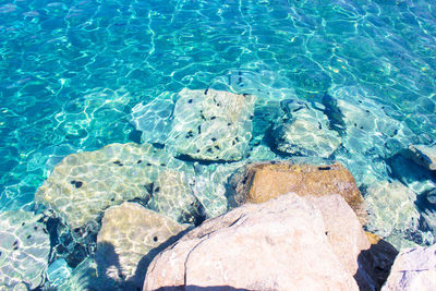 High angle view of sea urchins over rock in undersea