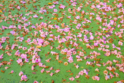 High angle view of pink flowering plants on field