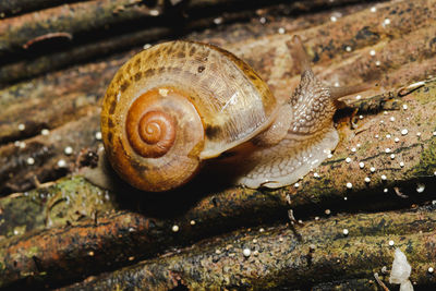 Close-up of snail