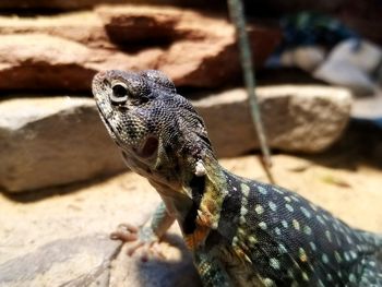 Close-up of lizard