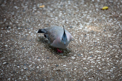 High angle view of bird on sand