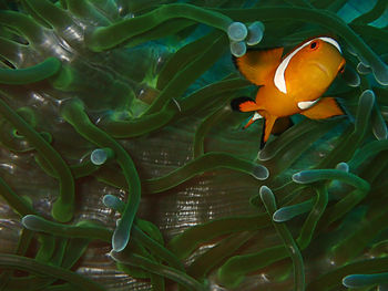 Close-up of orange flowering plant in water