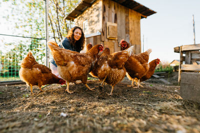 Joyful woman in chicken coop enjoying farm life by feeding chickens