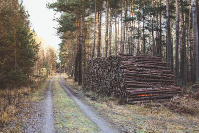 Stack of logs in forest