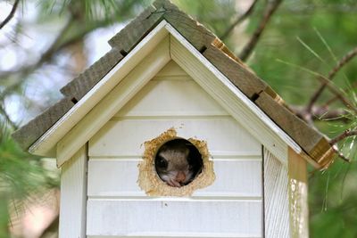 Low angle view of birdhouse hanging on wood