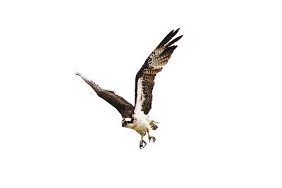 Close-up of eagle flying against clear sky