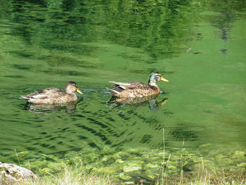 Ducks swimming in lake