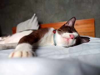 Cat sleeping on bed