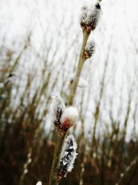 Close-up of frozen flower during winter