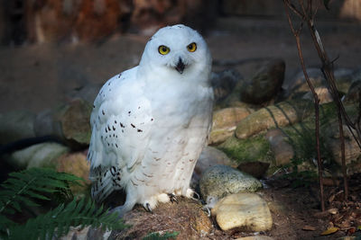 Close-up portrait of owl