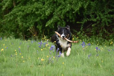 View of a dog on field