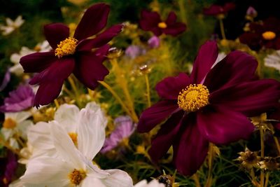 Close-up of flowers blooming outdoors