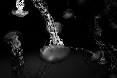 View of trees at night