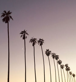 Low angle view of palm trees against clear sky