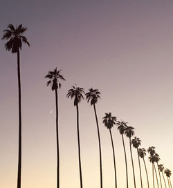  view of palm trees against clear sky