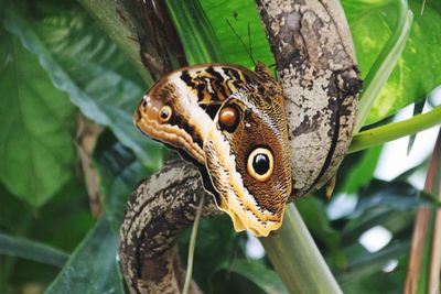 Close-up of butterfly