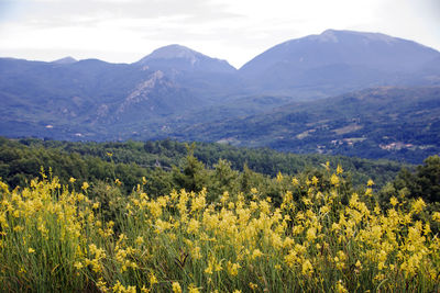 Scenic view of field and mountains against sky