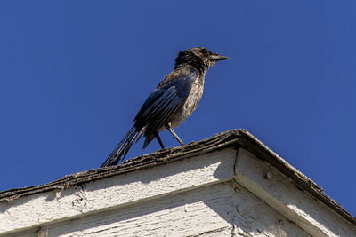 Low angle view of bird perching against clear sky