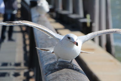 Close-up of seagull on white background