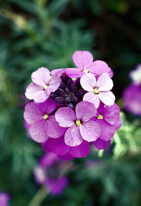 Close-up of pink flowers