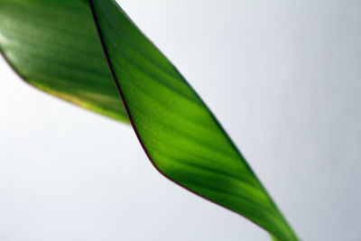 Close-up of leaf over white background