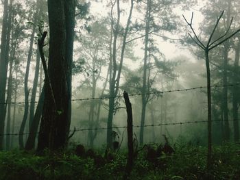 Trees in forest against sky