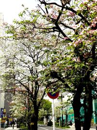 View of trees in park