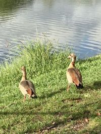 Ducks on a lake