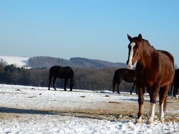 Horses standing on snow field against clear sky during winter