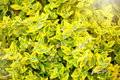 Full frame shot of yellow flowers