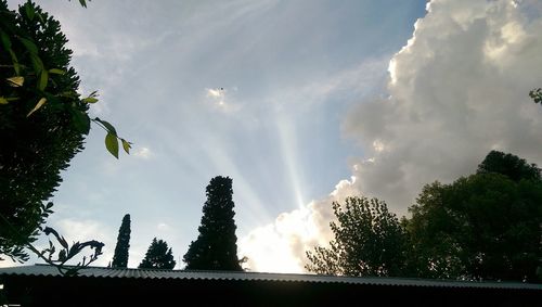 Low angle view of trees against sky