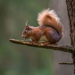 A backlight red squirrel sitting on tree branch in the queen elizabeth forest in scotland