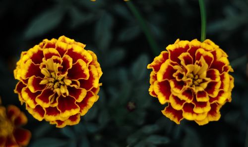 Close-up of yellow marigold flower