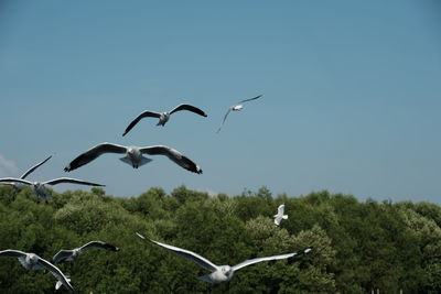 Birds flying in the sky