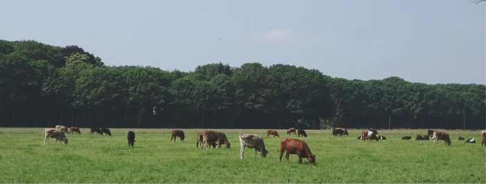 Cows grazing in a field