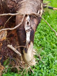 Close-up of lizard on tree