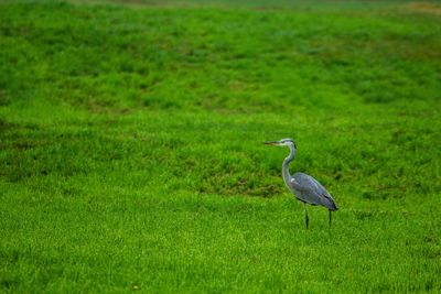 Bird perching on a field