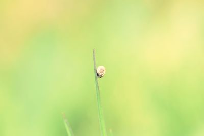 Close-up of snail on plant