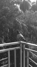 Bird perching on railing