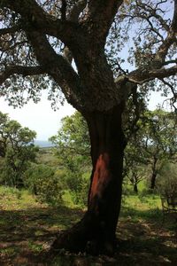 Trees on field in forest