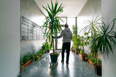 Person moving yucca potted plant in apartment building