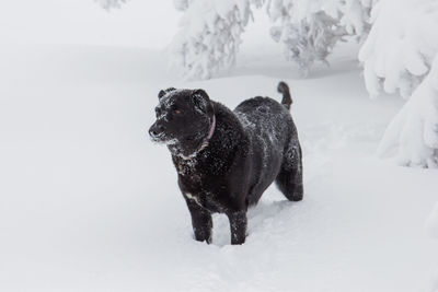 Black dog covered with a dusting of snow.