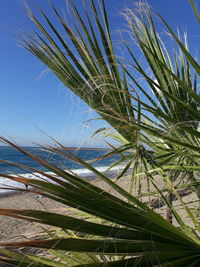 Low angle view of plants against sky