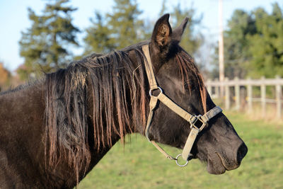 Close-up of horse on field