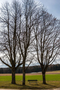 Bare trees on field against sky