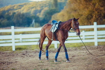 Horse standing in ranch