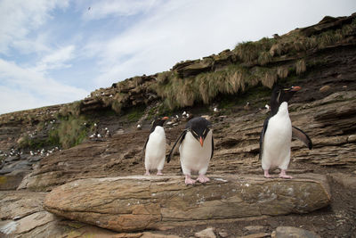 View of birds on rock against sky